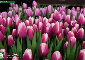 Tulipa Outlook (2)